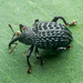 Wattle Seed Weevils - Photo (c) Gunter Maywald, some rights reserved (CC BY-NC), uploaded by Gunter Maywald
