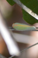 Ormenaria rufifascia