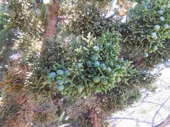 Juniperus arizonica