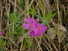 Primula cortusoides