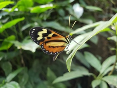 Hypothyris euclea laphria