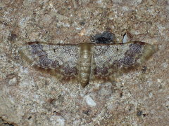 Idaea furciferata