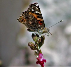 Vanessa cardui