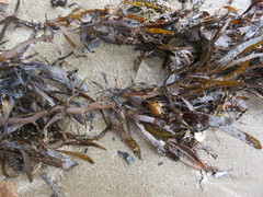 Carpophyllum maschalocarpum