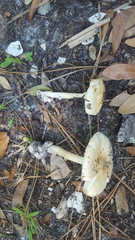 Amanita elliptosperma