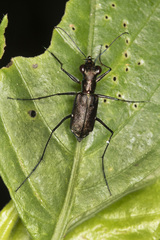 Odontocheila chrysis