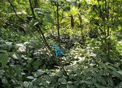 Hypothyris euclea laphria