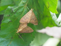 Crypsiptya coclesalis