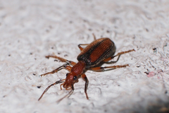 Drypta lineola