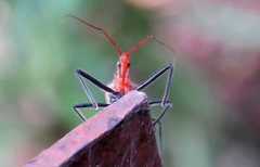 Gminatus wallengreni