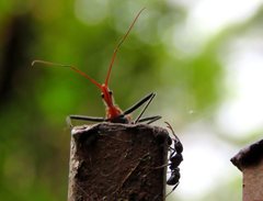 Gminatus wallengreni