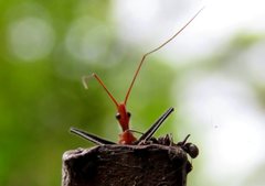 Gminatus wallengreni