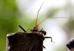 Gminatus wallengreni