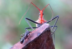 Gminatus wallengreni