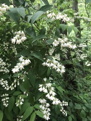 Deutzia