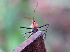 Gminatus wallengreni