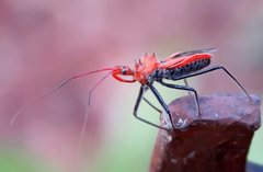 Gminatus wallengreni