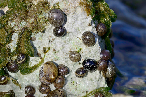 Virgin Nerite