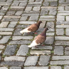 Columba livia domestica