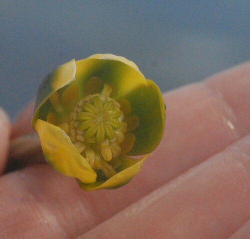 Nuphar pumila