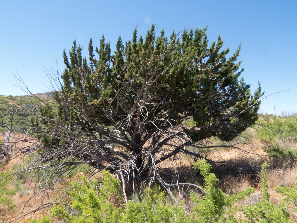 redberry juniper