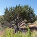 Redberry Juniper - Photo (c) Steve Jones, some rights reserved (CC BY-NC), uploaded by Steve Jones