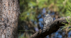 Accipiter striatus chionogaster