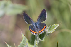 Icaricia lupini texanus