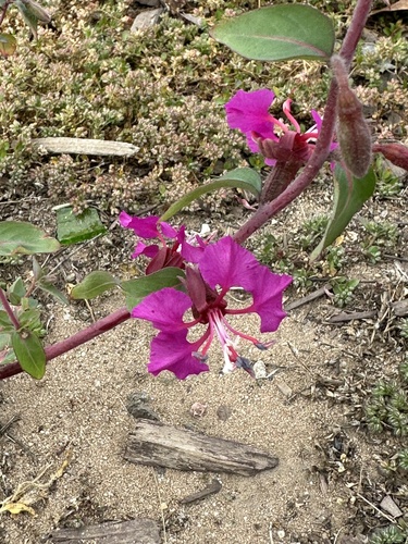 Clarkia élégant 3