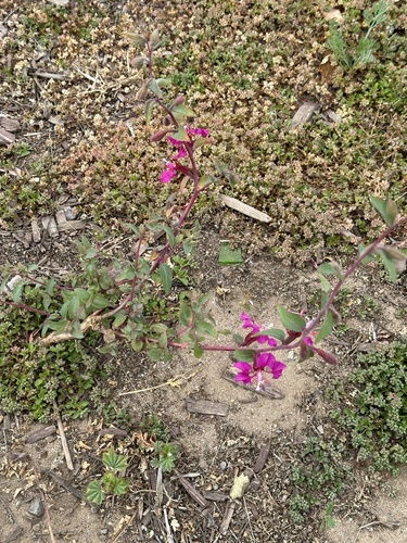 Clarkia élégant 4