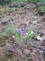 Iris uniflora