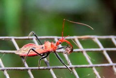 Gminatus wallengreni