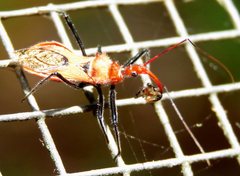 Gminatus wallengreni