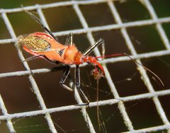 Gminatus wallengreni