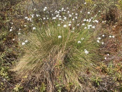 Eriophorum vaginatum