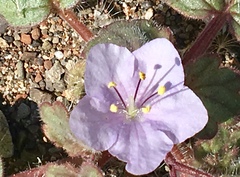 Phacelia longipes