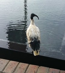 Threskiornis molucca