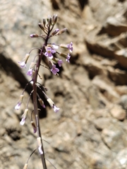 Hesperidanthus linearifolius
