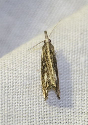 Marbled Grass-veneer, 5694 Breugel, Nederland, photo 9 of 10