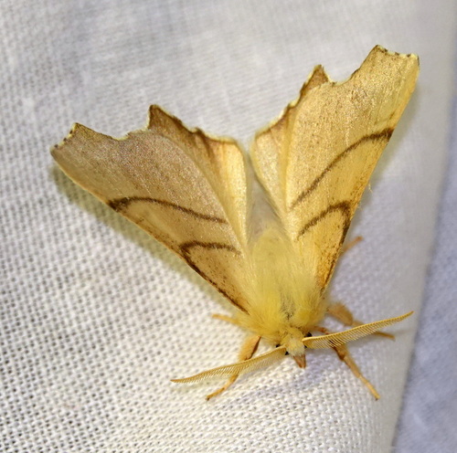 September Thorn, 5694 Breugel, Nederland, photo 10 of 10