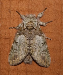 Macrurocampa marthesia