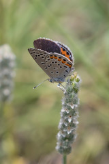 Icaricia lupini texanus