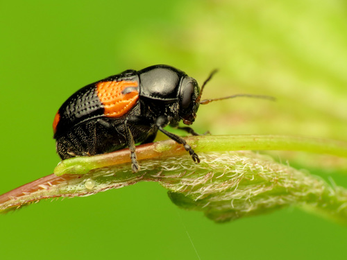 Black and Red Sumac Leaf Beetle photo 3