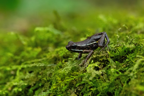 Amazon Poison Frog, Ameerega altamazonica