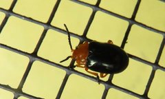 Lamprolina simillima