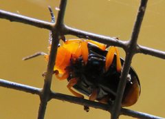 Lamprolina simillima