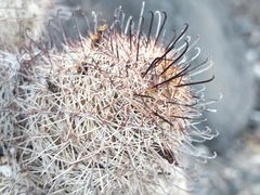 Angel's Pincushion Cactus (Mammillaria angelensis)