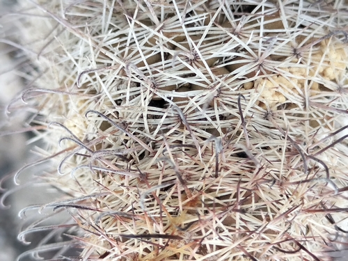 Image of Cochemiea Angelensis (Cochemiea angelensis) by no rights reserved