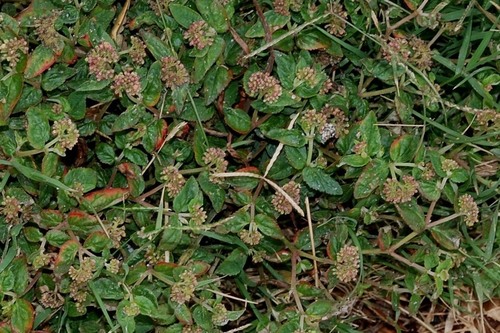 Euphorbia ophthalmica