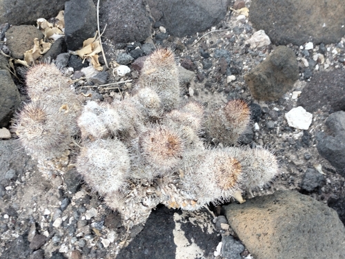 Image of Cochemiea Angelensis (Cochemiea angelensis) by no rights reserved
